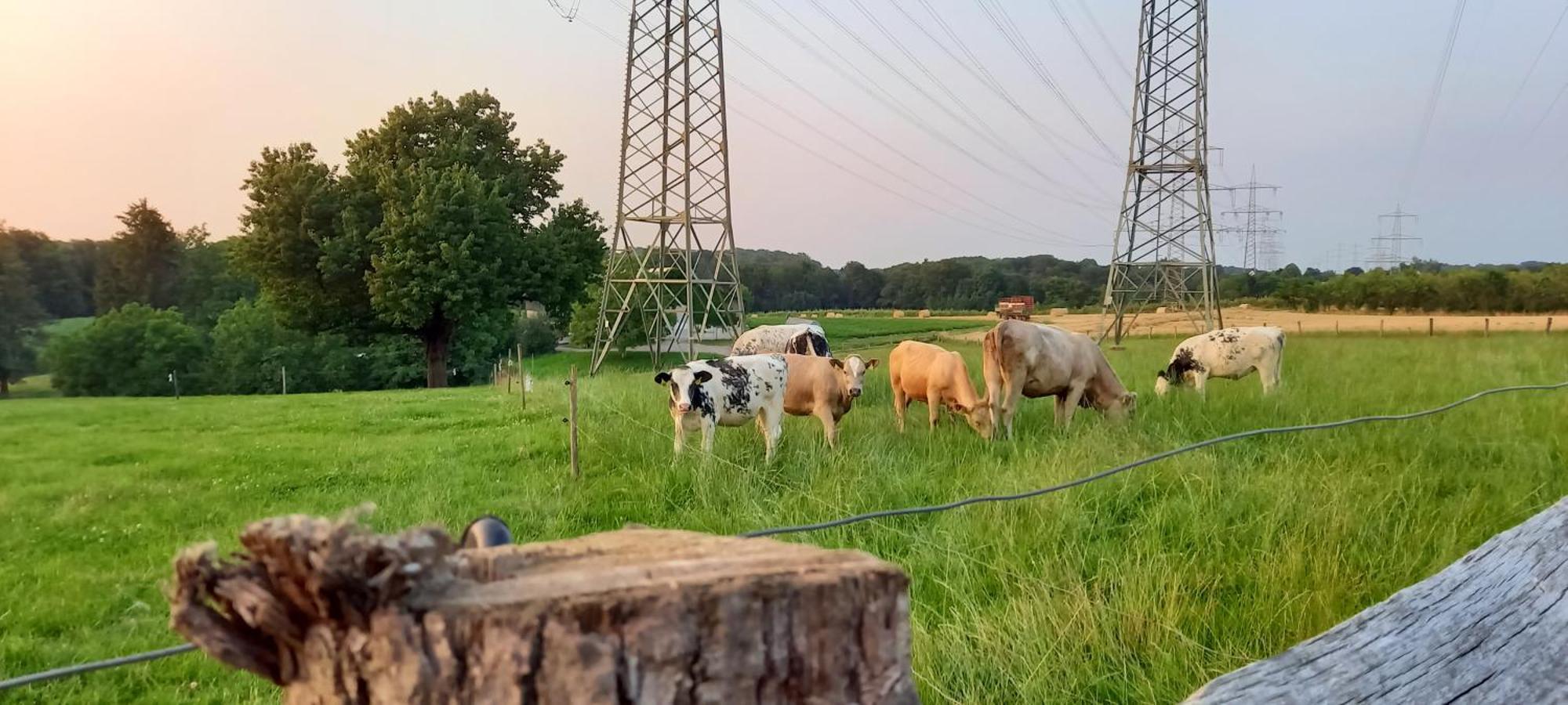 Bauernhof Sesterhenn ライヒリンゲン エクステリア 写真